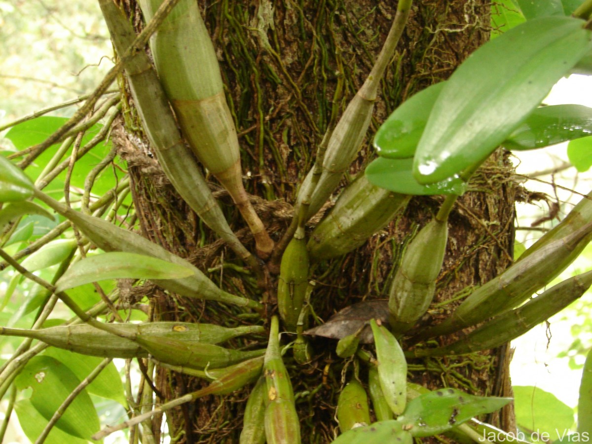 Dendrobium anosmum Lindl.